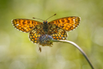 Heath Fritillary