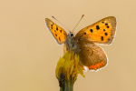 Small Copper