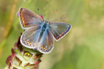 Common Blue (f)