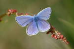 Common Blue (male),Common Blue (male)