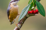 Nuthatch