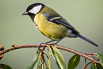 Great Tit