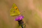 Clouded Yellow