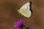 Clouded Yellow f.Helice