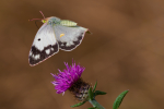 Clouded Yellow f.Helice