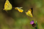 Clouded Yellow male in flight