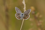 Common Blue