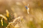 Common Blue