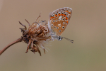 Common Blue