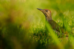 Green Woodpecker