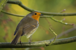 Robin