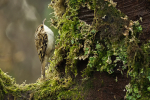 Tree Creeper