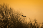 Kestrel at sunrise