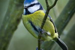 Blue Tit
