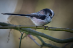 Long-tailed Tit
