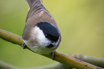 Marsh Tit