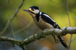 Great Spotted Woodpecker (Male)