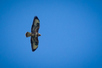 Buzzard