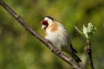 Goldfinch