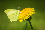 Brimstone on Dandelion