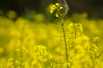 Dunnock in Oilseed Rape