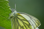 Green-veined White