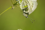 Green-veined Whites