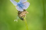 Common Blue male