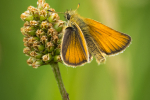 Essex Skipper