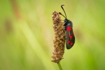 Six-spot Burnet Moth