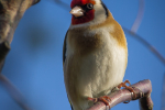 Goldfinch