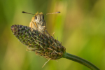 Essex Skipper