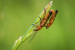 Red Soldier Beetles