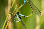 Blue-tailed Damselflies
