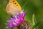 Small Copper