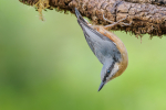 Nuthatch