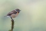 Stonechat female