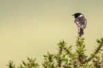 Stonechat male
