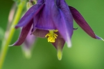 Purple Aquilegia