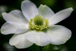 White Anemone