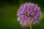 Allium