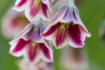 Allium Bulgaricum