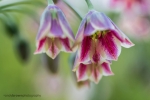 Allium Bulgaricum