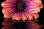 Osteospermum reflected
