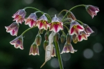 Allium Bulgaricum