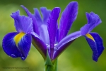 Bearded Iris