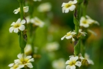 Sisyrinchium