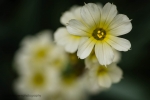 Sisyrinchium