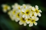 Sisyrinchium