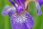 Purple Iris